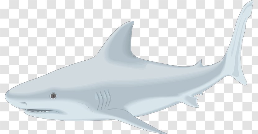 Tiger Shark Great White Clip Art Drawing Bull - Squaliformes - Fish Transparent PNG