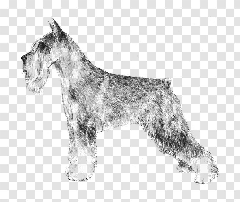 Miniature Schnauzer Standard Giant Scottish Terrier Cesky - Puppy Transparent PNG