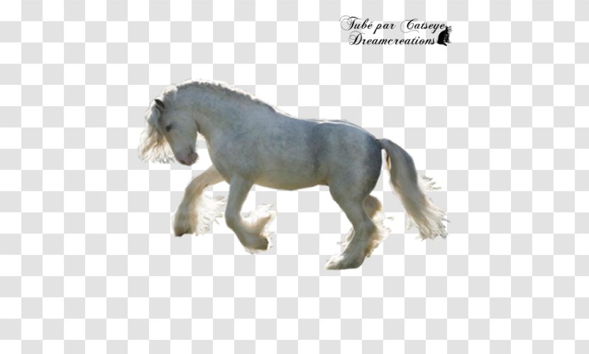Mane Mustang Stallion Pony Mare - Horse Transparent PNG