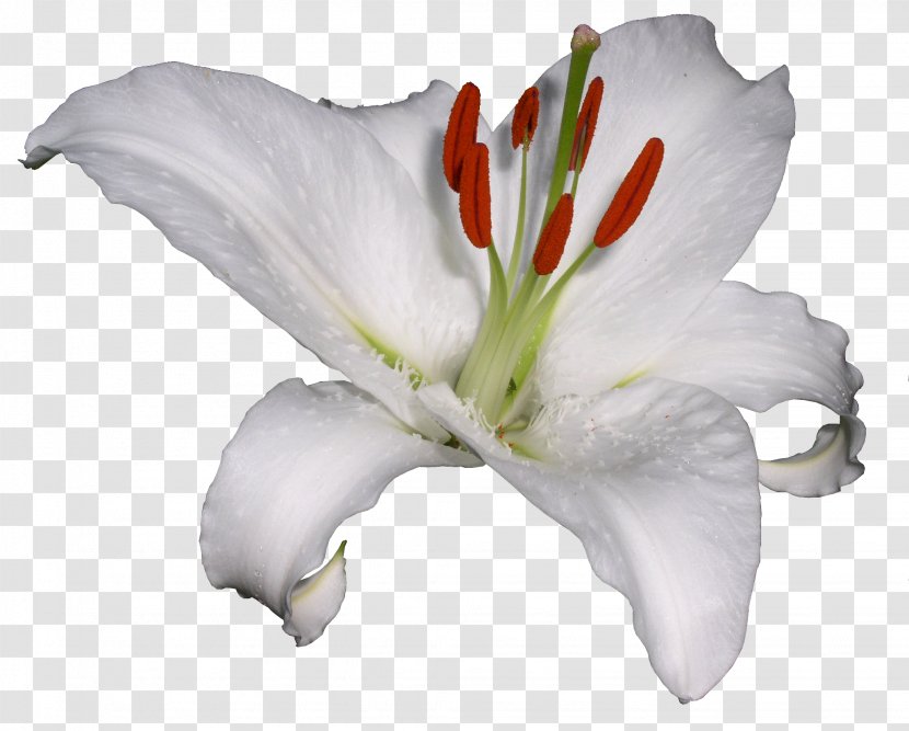Lilium Hemerocallis Lilioasphodelus Flower Clip Art - Cut Flowers - Watercolor And Floral Design Material Transparent PNG