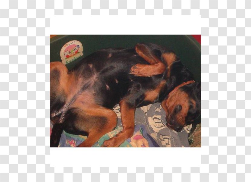 Rottweiler Dog Breed Black And Tan Coonhound Polish Hunting Puppy Transparent PNG
