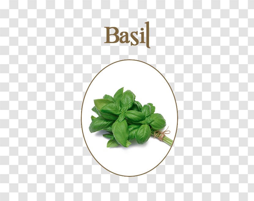Organic Food Basil Herb Vegetable Transparent PNG