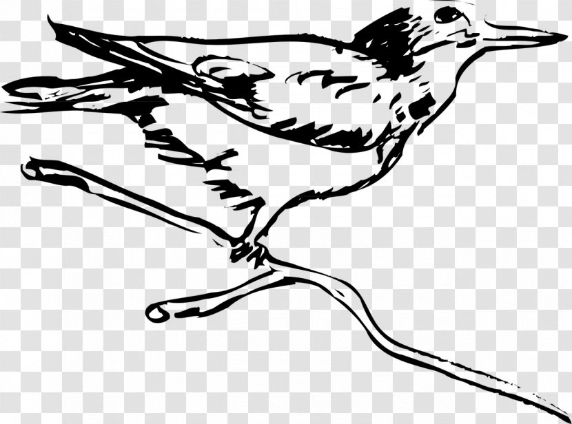 Bird Drawing Coloring Book Image Coucou - Twig Transparent PNG