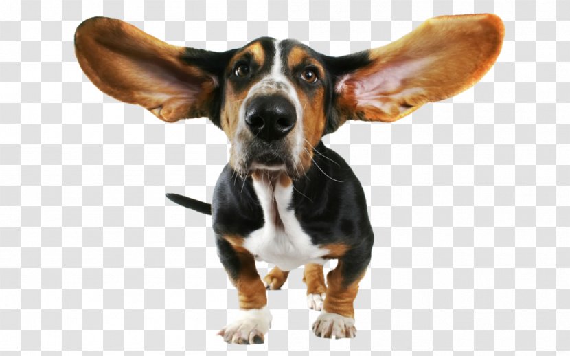 Basset Hound Bloodhound Beagle Puppy Chihuahua Transparent PNG