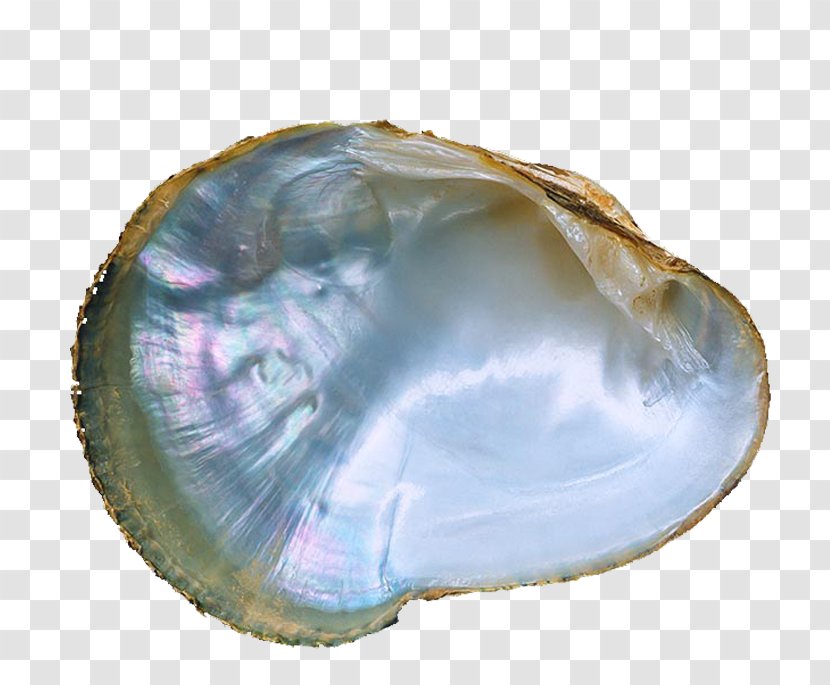 Mussel Pink Mucket Oyster Cockle Seashell - River Shells Transparent PNG