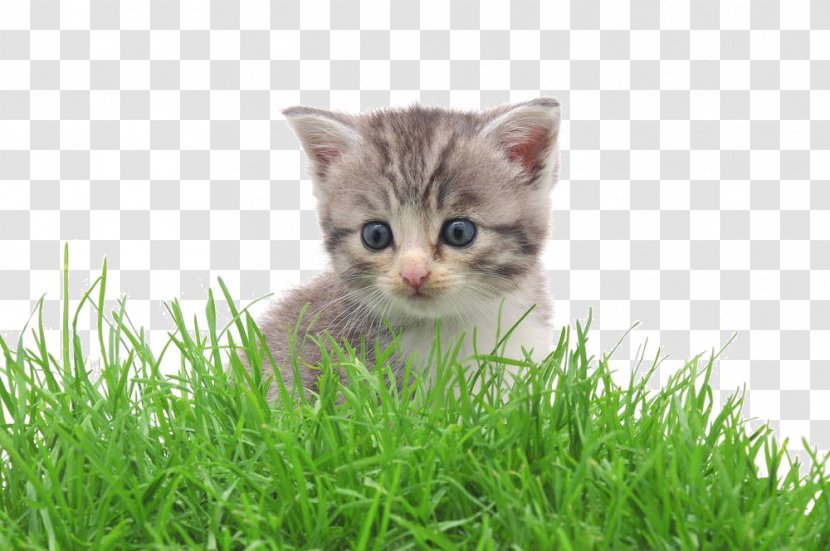 American Shorthair Munchkin Cat Kitten Cartoon - Carnivoran - Grass In The Transparent PNG