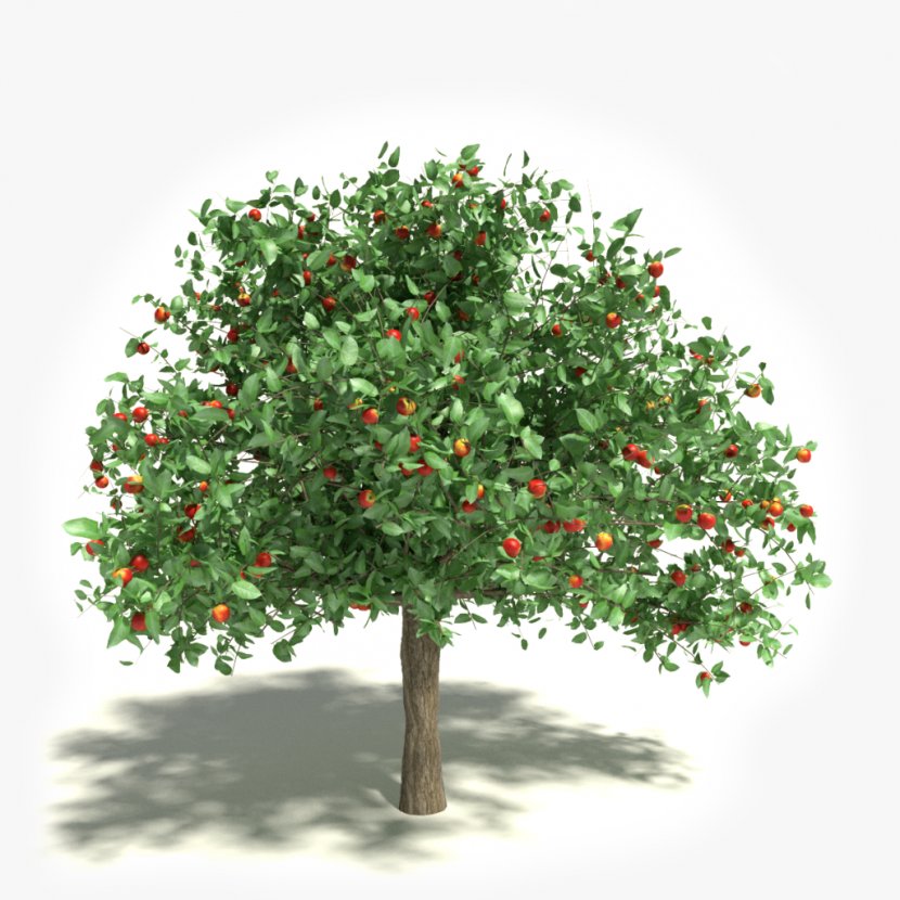 Apple White Transparent Stock Photography Tree Clip Art - Houseplant Transparent PNG