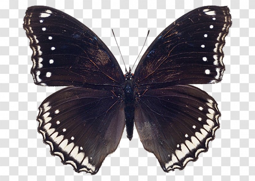 Swallowtail Butterfly Black Moth Stock Photography - Zebra Transparent PNG