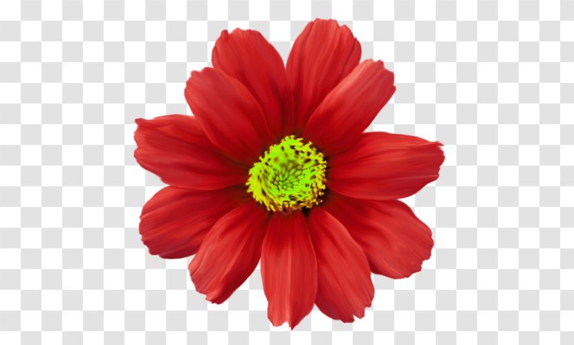 Chrysanthemum Flower Red Common Daisy Plant Transparent PNG