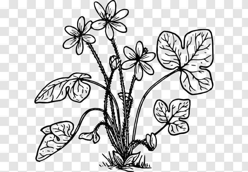 Anemone Hepatica Coloring Book Flower Clip Art - Monochrome - Biological Rosemary Grass Transparent PNG