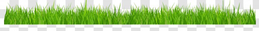 Wheatgrass Leaf Plant Stem Line Transparent PNG