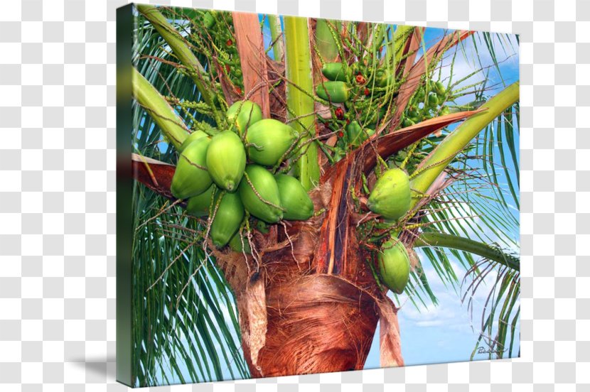 Coconut Treasure Coast Florida Gallery Wrap X-23 - Canvas Transparent PNG