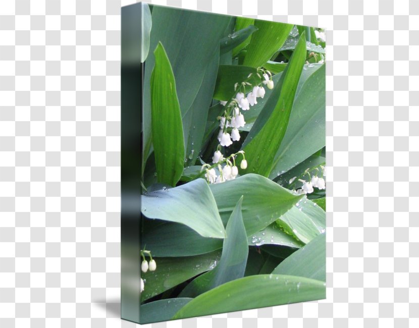 Lily Of The Valley Work Art Plant Stem Photography Transparent PNG