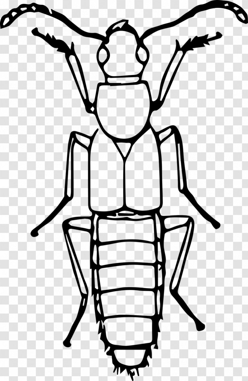 Volkswagen Beetle Insect Line Art Clip - Drawing Transparent PNG