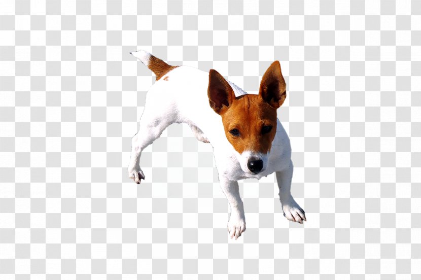 Dog Breed Miniature Fox Terrier Toy Rat Tenterfield - Companion - Jack Russell Transparent PNG