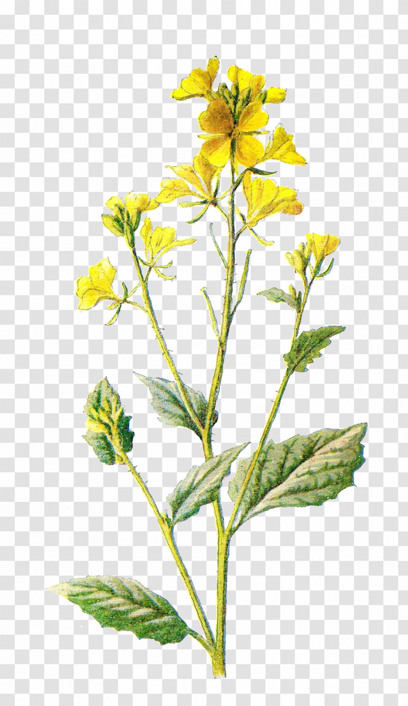 Wildflower Drawing Clip Art - Plant Stem - Wild Flowers Transparent PNG
