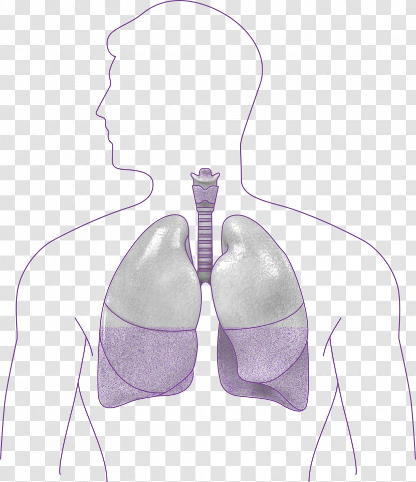 Shoulder - Lilac - Human Lungs Transparent PNG