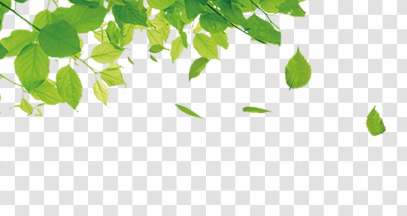 Green Leaf Gratis Computer File - Designer - Leaves Transparent PNG