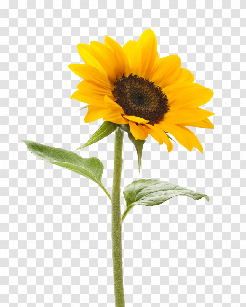 Common Sunflower Stock Photography Stock.xchng Color - Purple - Transparent Background Transparent PNG
