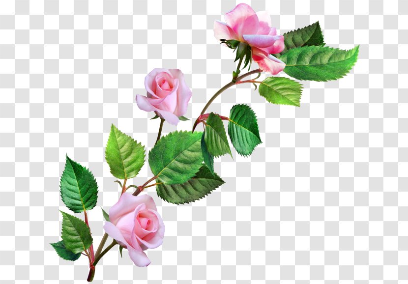 Garden Roses Painting Flower - Floral Design - Rose Transparent PNG