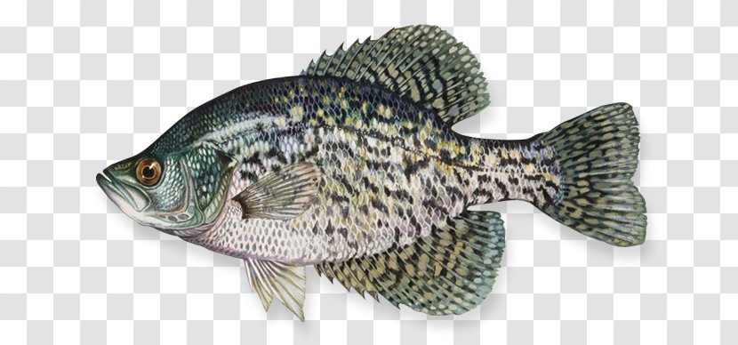 Black Crappie White Northern Pike Largemouth Bass Yellow Perch - Fishing Transparent PNG