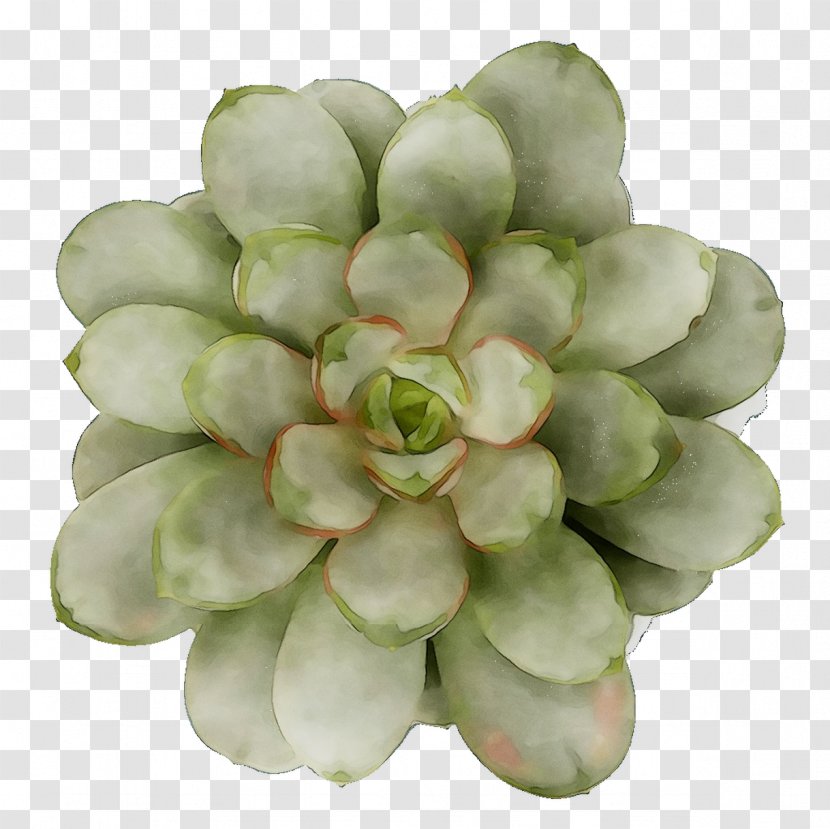 Stonecrops - Pachyphytum - Echeveria Transparent PNG