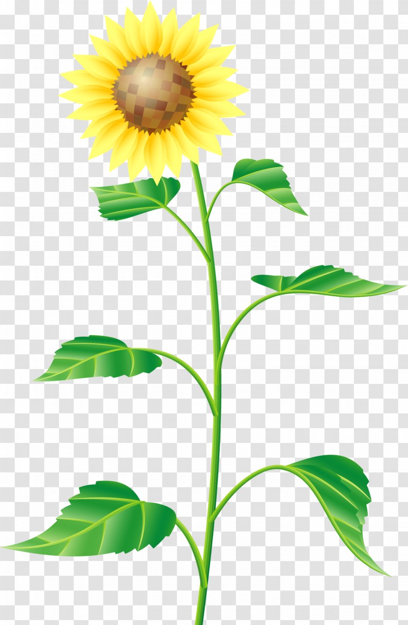 Common Sunflower Cartoon Drawing - Plant Stem - Hand Painted Summer Transparent PNG