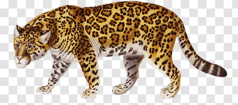 Jaguar Clip Art - Carnivoran Transparent PNG