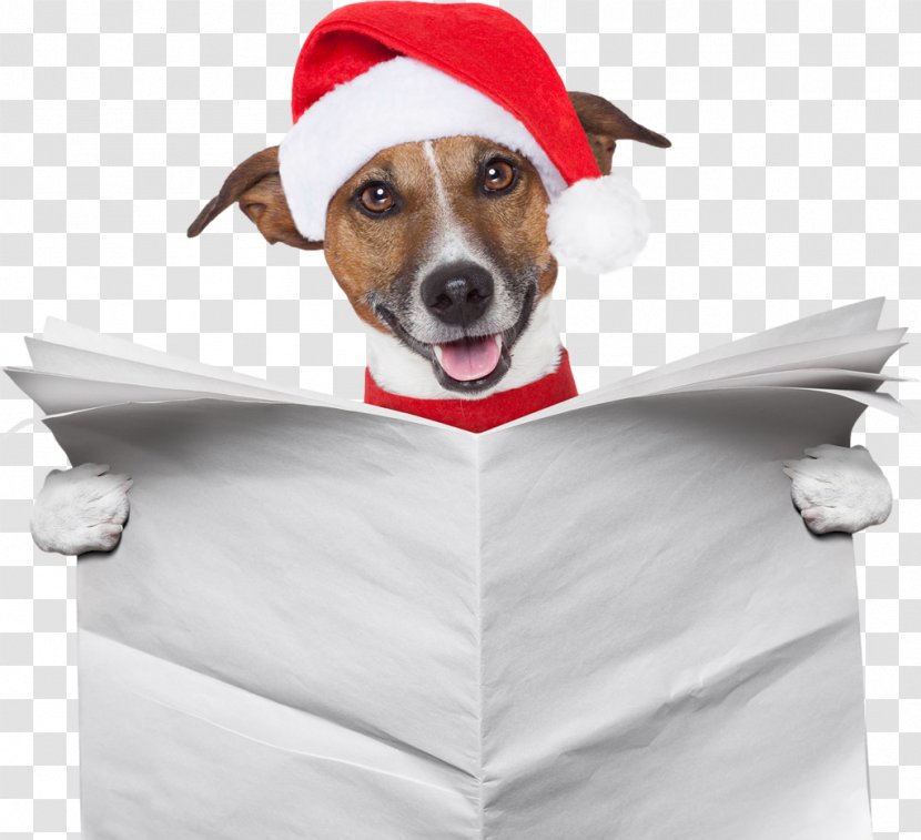 Jack Russell Terrier Dachshund Samoyed Dog Pet Sitting Santa Claus - Breed Transparent PNG