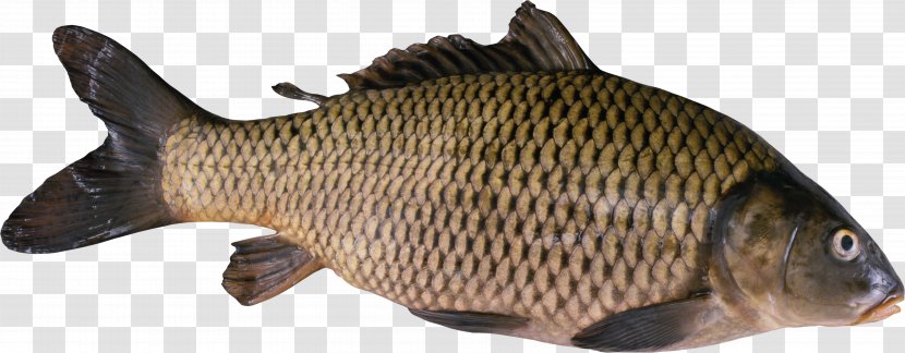 Koi Freshwater Fish Gilt-head Bream Food Transparent PNG