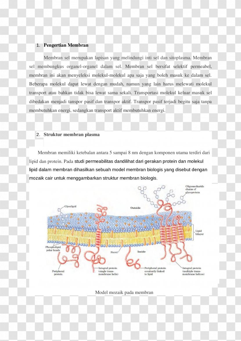 Trinity School Line Organism Fluid Mosaic Model Transparent PNG