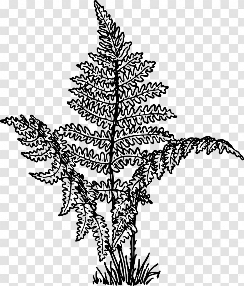 Vascular Plant Pine Plants Drawing Fern Transparent PNG