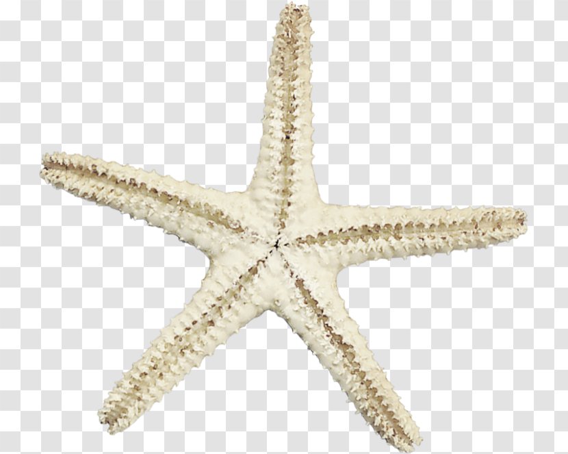 Starfish Sea - Transparency And Translucency - Ocean Material Free To Pull The Picture Transparent PNG