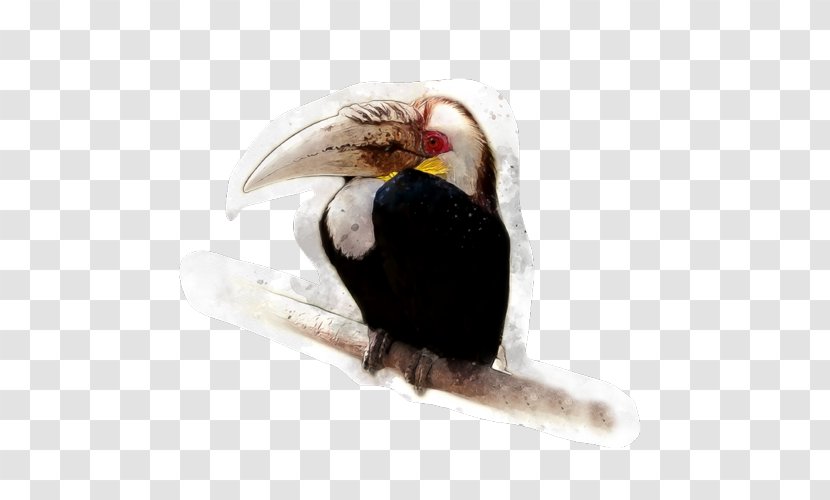 Beak Tropical Rainforest Tropics Bird Stock Photography - Episode 11 Transparent PNG