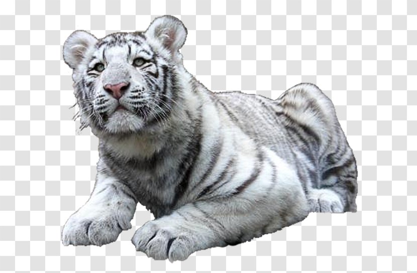 Felidae Cat White Tiger Golden - Like Mammal Transparent PNG