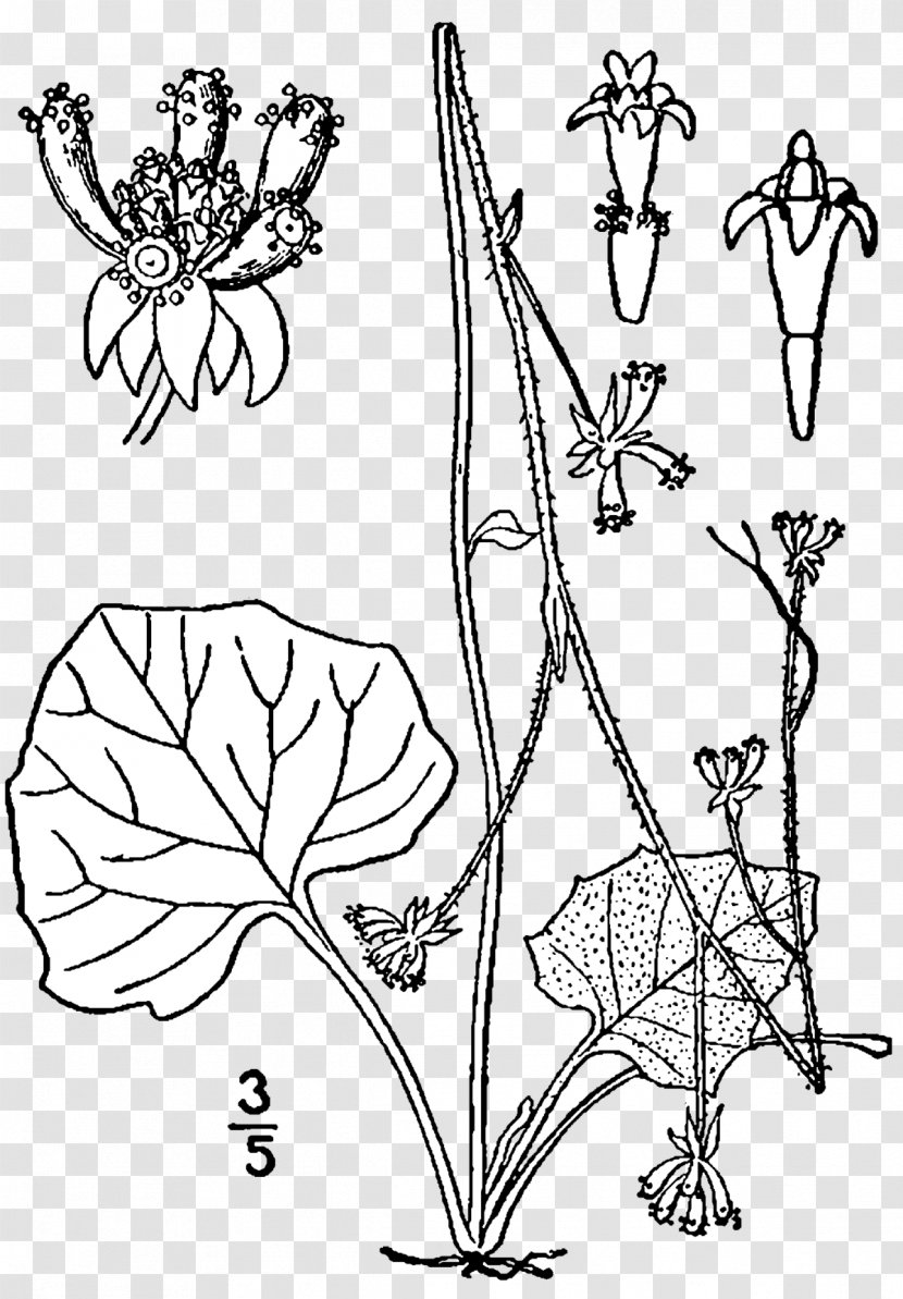 Adenocaulon Bicolor Flowering Plant Magnoliopsida Aconitum Noveboracense Transparent PNG