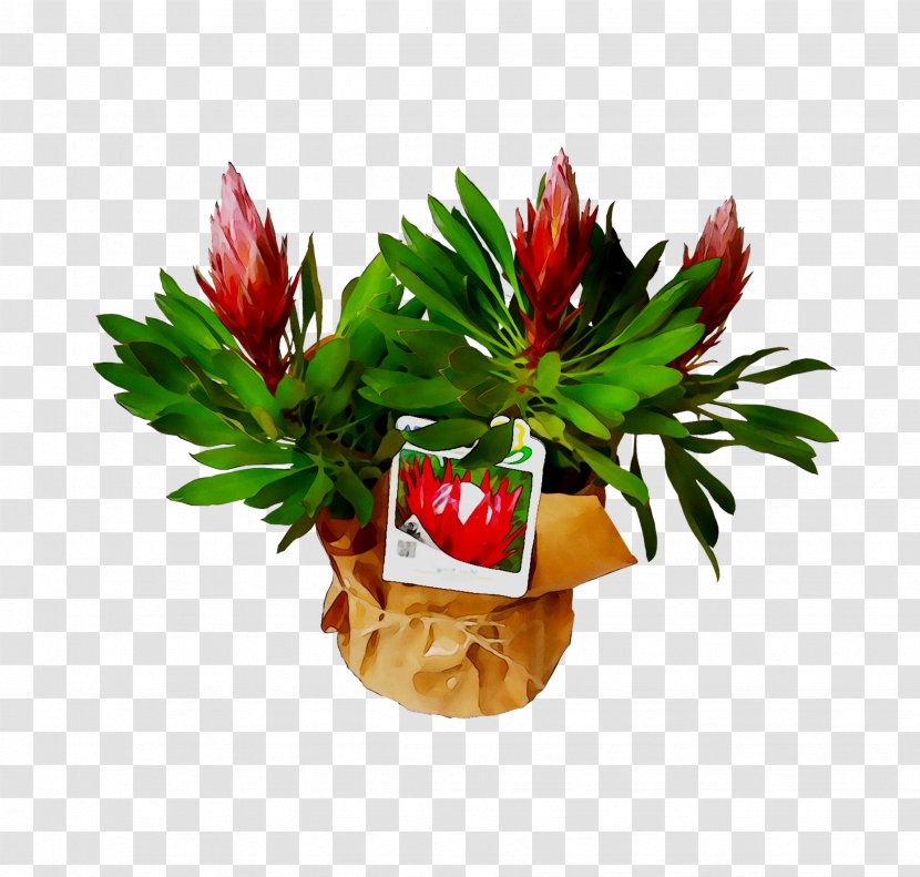 Flower - Leaf - Houseplant Transparent PNG