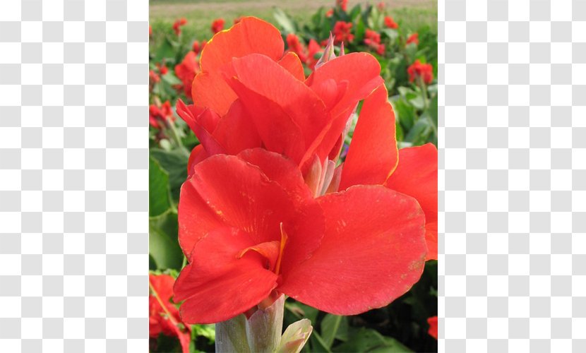 Canna Terra Ceia Farms Gladiolus Bulb Shrub - Garden Transparent PNG