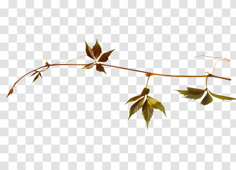 Leaf Tree Plant - Twig - 18 Transparent PNG