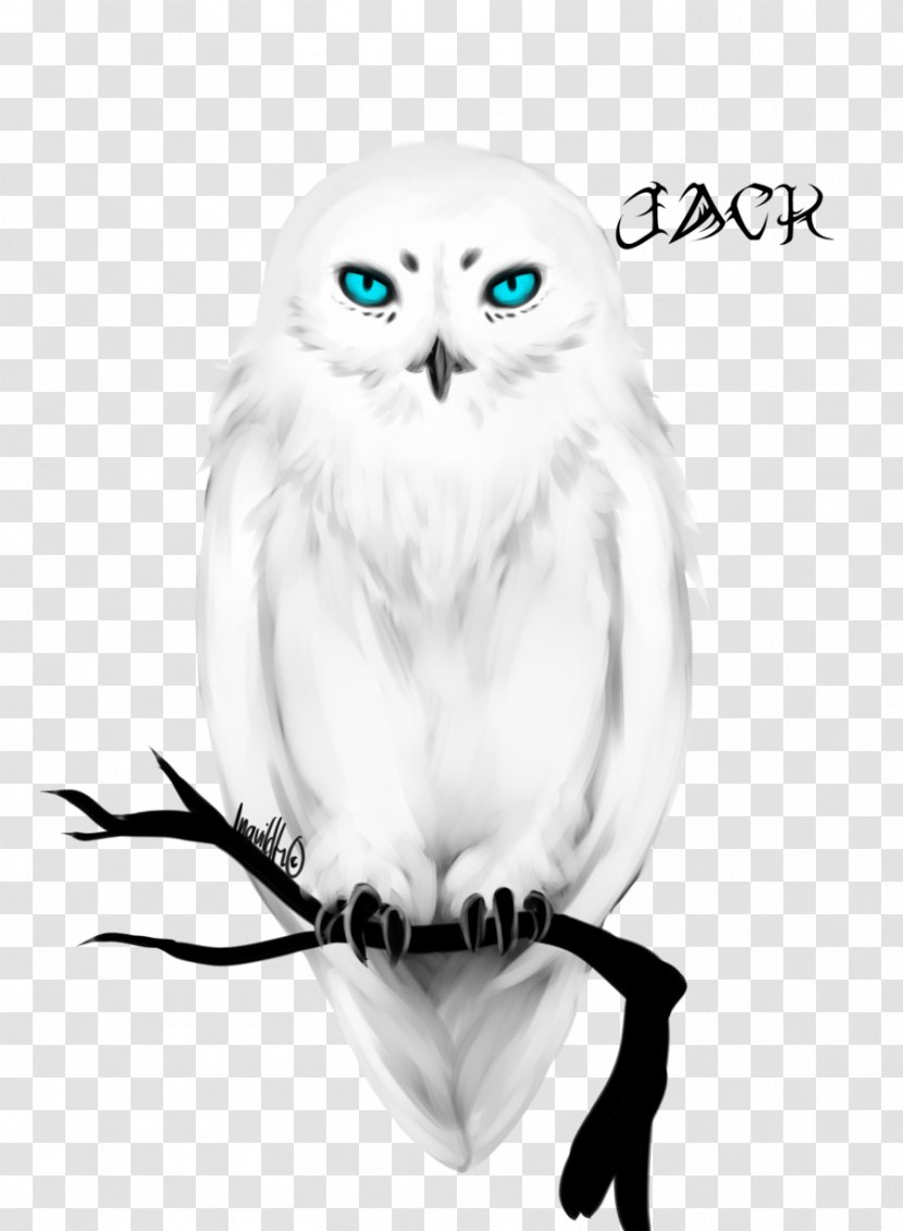 Eye Photography Blue - No - Owl Transparent PNG