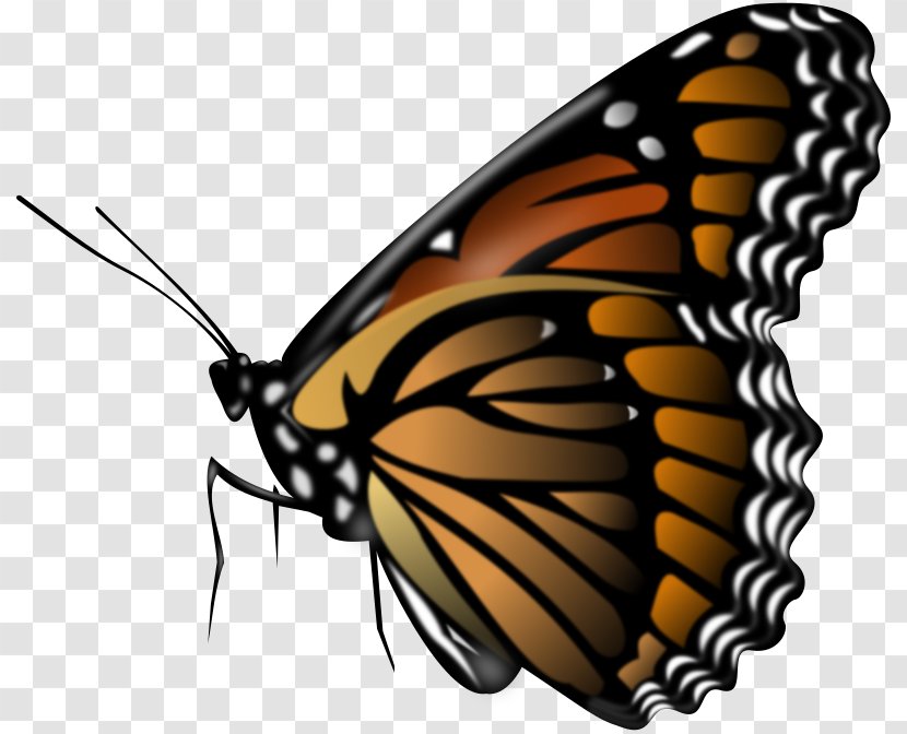Monarch Butterfly Coloring Book Clip Art - Invertebrate Transparent PNG