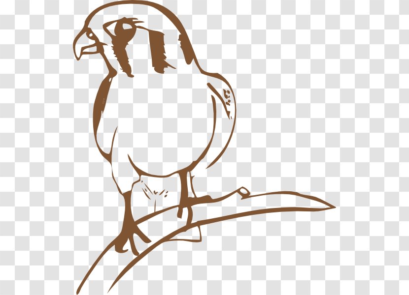 Bird August Acrobat Clip Art - Beak - Falcon Cliparts Transparent PNG