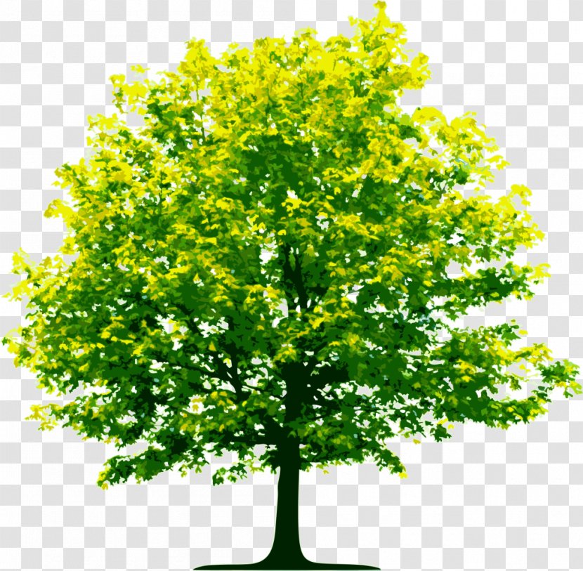 Clip Art Image Tree Transparency - Shrub Transparent PNG