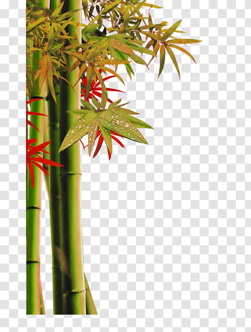 Bamboo Dizi - Plant Stem - Yellow Green Simple Decorative Patterns Transparent PNG
