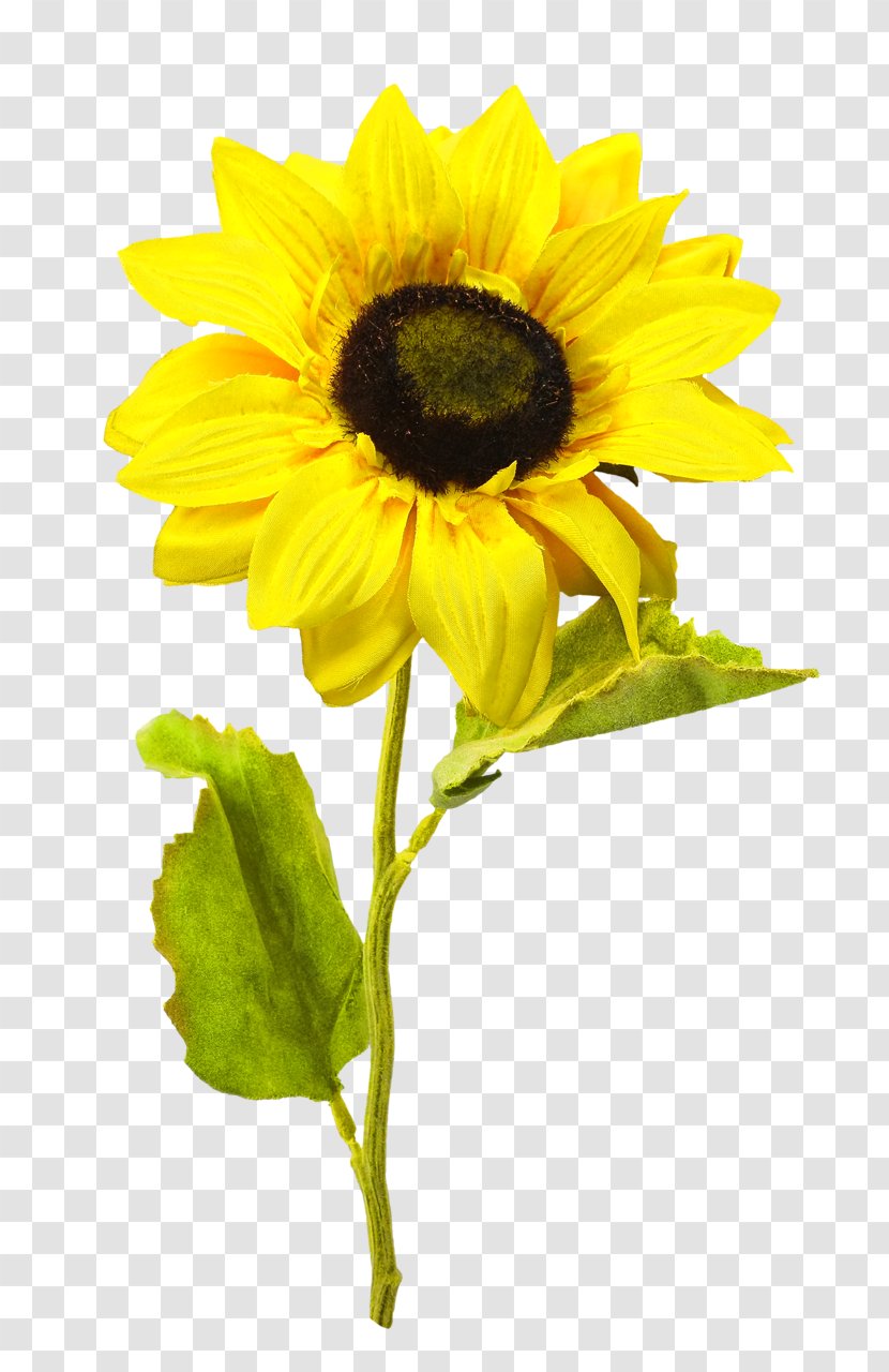 Common Sunflower Clip Art - Sunflowers - Girasole Transparent PNG