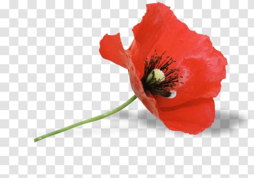 Common Poppy Red Flower Remembrance - Flowering Plant - Floral Design Transparent PNG