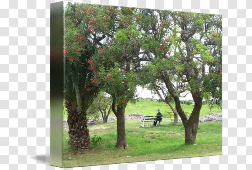 Landscape Plantation Shrub Branching - SANTORO Transparent PNG