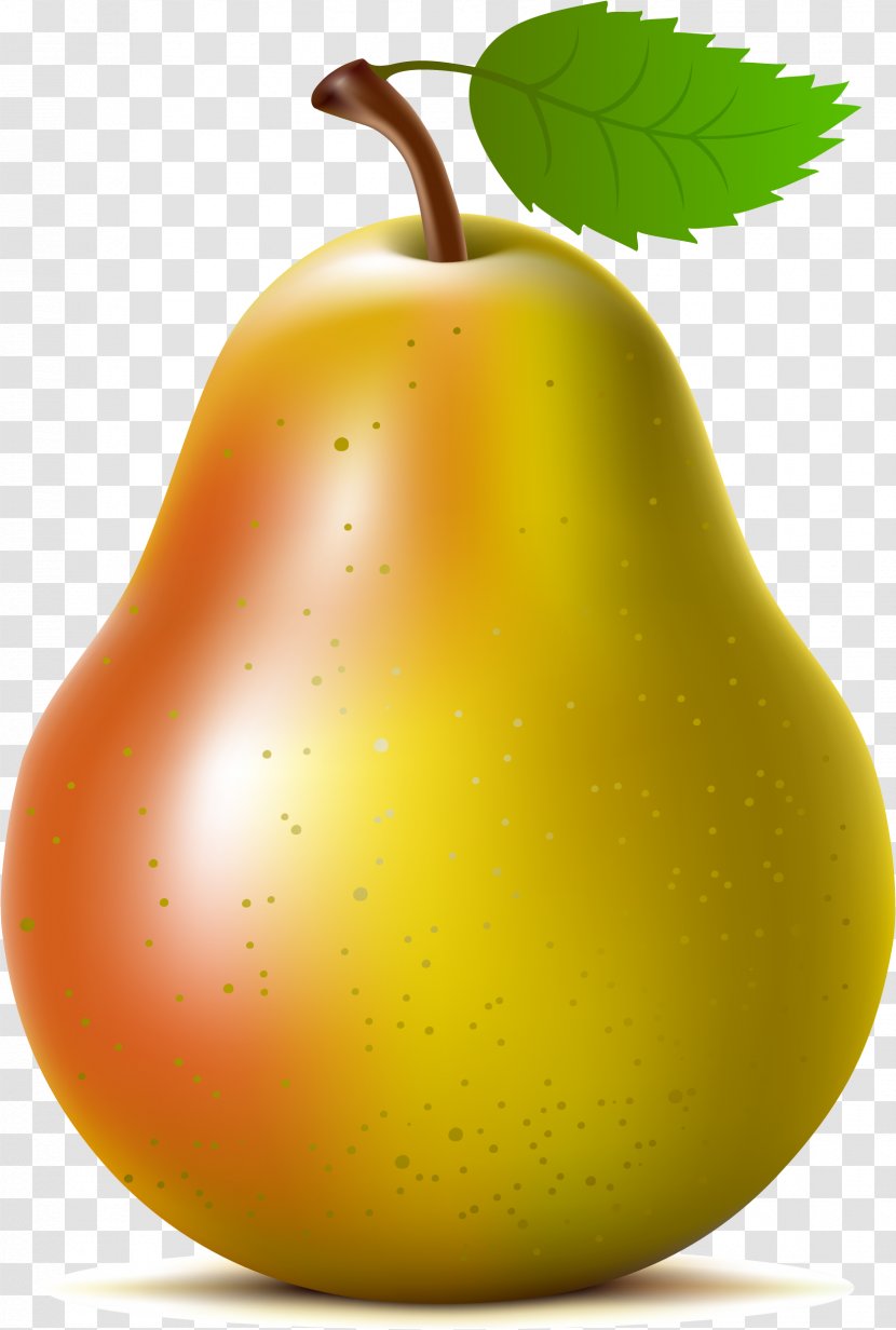 Asian Pear Fruit Clip Art - Drawing - Vector Transparent PNG