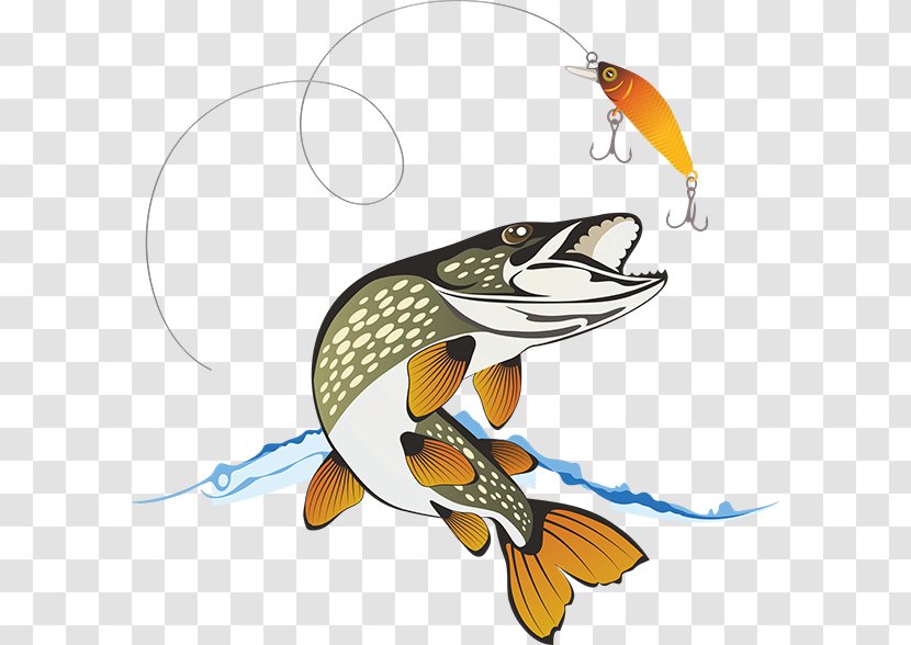 Northern Pike Fishing Stock Photography - Organism Transparent PNG