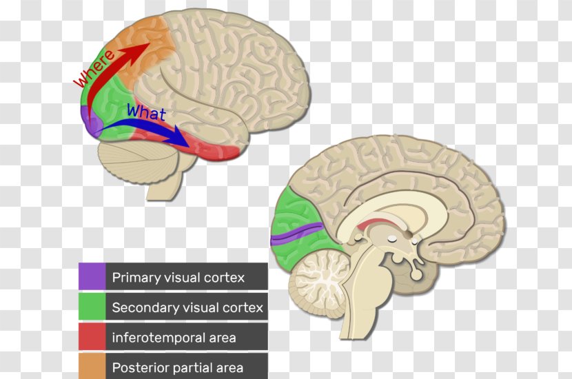 Visual Cortex Cerebral Brain Auditory - Heart Transparent PNG